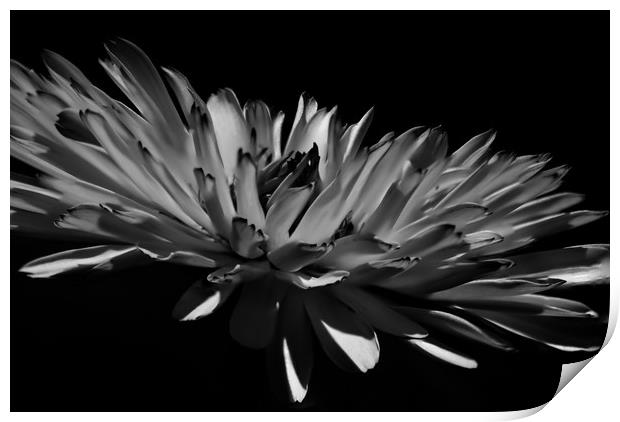 Aster in Black and White Print by Steve Hardiman