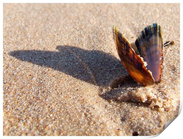 Seashell in shadow Print by Davina Green