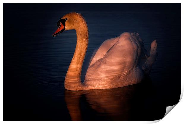 Swan Print by Mike Janik