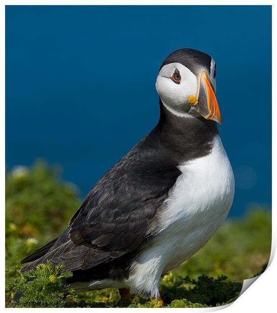 Proud Puffin Print by Mark Robson