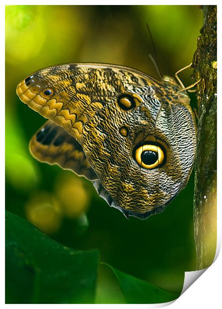 Owl Butterfly Print by Mark Robson
