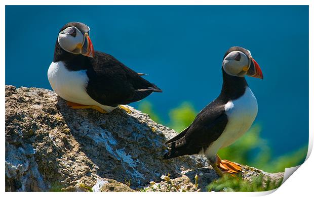 Puffin Couple Print by Mark Robson
