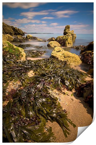 Seaweed Dressing Print by Mark Robson