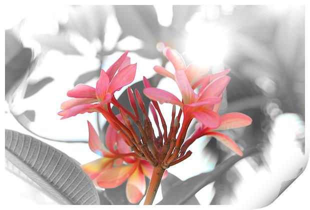 Pink tropical flower Print by richard pereira