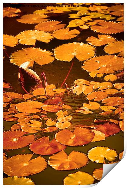 lily pond Print by richard pereira