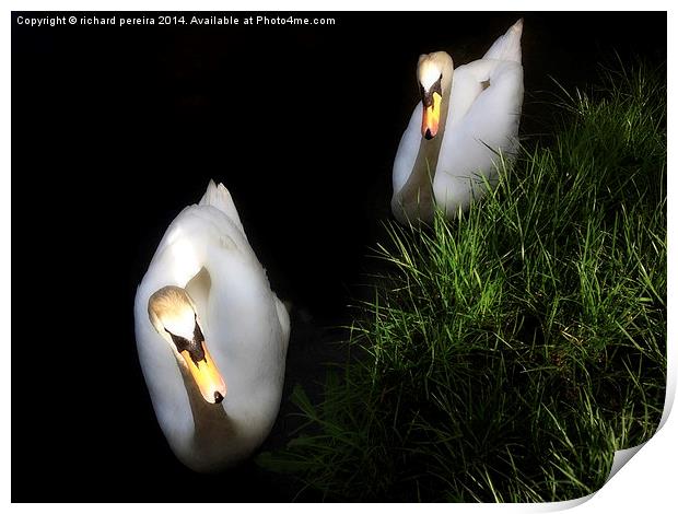 Swans Print by richard pereira