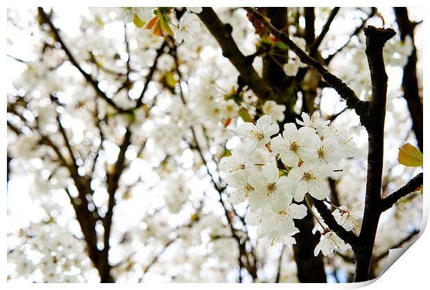 Blossom Tree Print by Amy Lawson