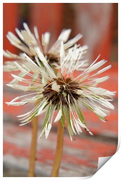 Damp Dandelion Print by Amy Lawson