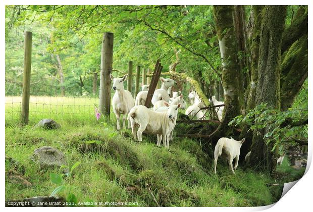 Sheep Gathering Print by Jane Braat