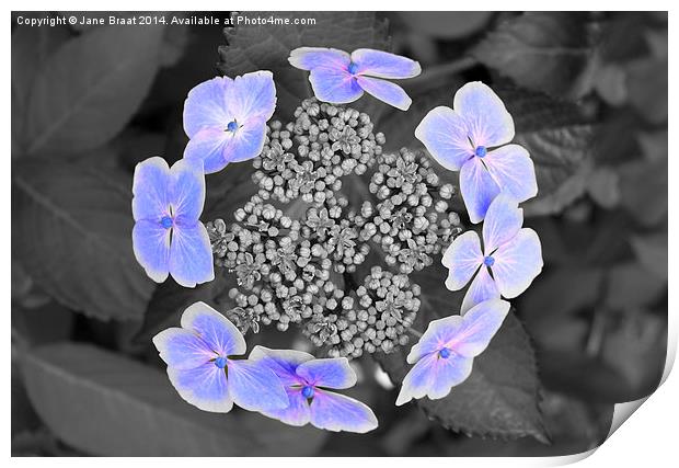 Enchanting Ring of Hydrangea Blooms Print by Jane Braat