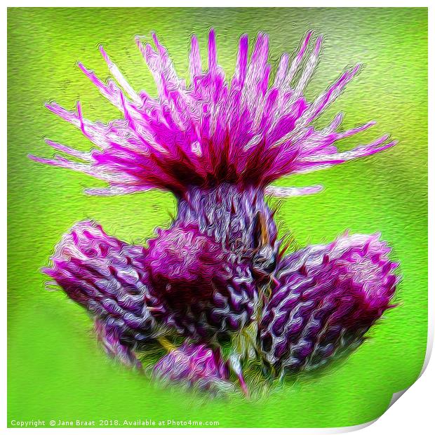 Majestic Scottish Thistle Print by Jane Braat