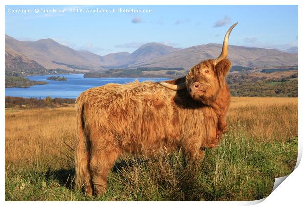 Majestic Highland Cow Gracing Loch Awe Print by Jane Braat