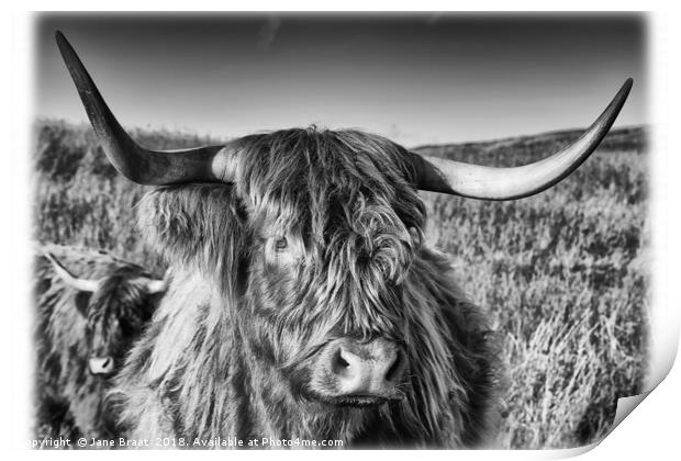 Highland Cow in the Field Print by Jane Braat