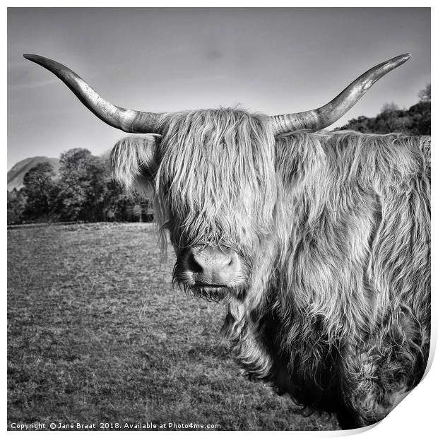 Highland Cow in Monochrome Print by Jane Braat