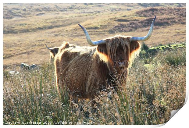 Highland Cow Basking in the Sunshine Print by Jane Braat