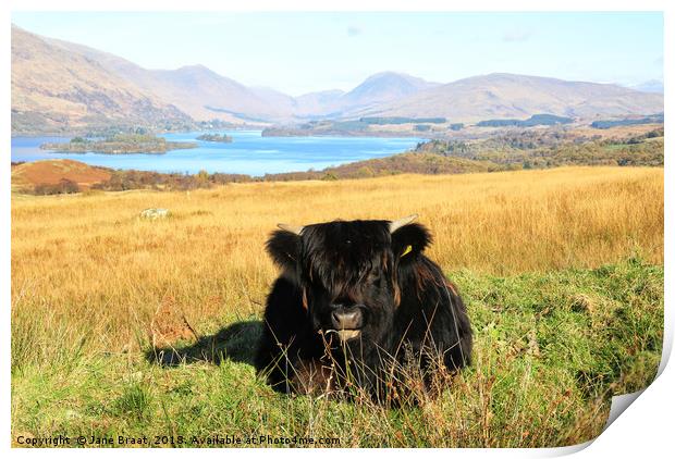 Highland Calf at Loch Awe Print by Jane Braat