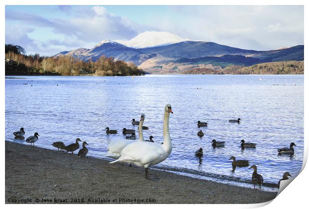 Swans at Luss Print by Jane Braat