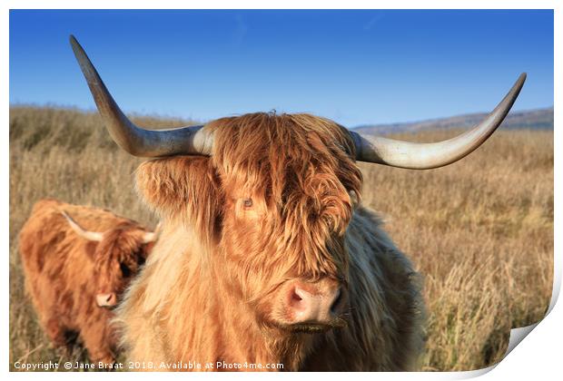 Majestic Highland Cow Grazing in Scotland Print by Jane Braat