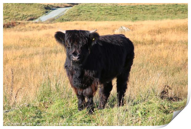 Adorable Highland Calf in Scotland Print by Jane Braat