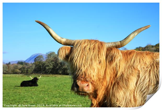 Highland Cows in Argyll Sunshine Print by Jane Braat