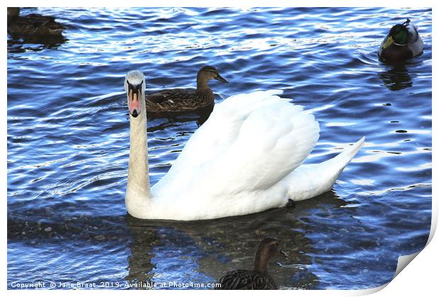 The Ugly Duckling Print by Jane Braat