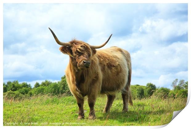 Scottish Highland Cow Print by Jane Braat