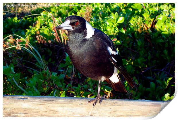 Aussie Magpie Print by Gwion Healy