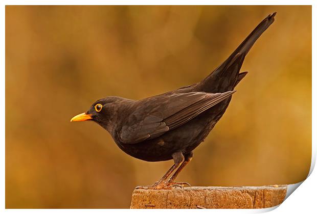 Blackbird ( Turdus merula ) Print by william peplow