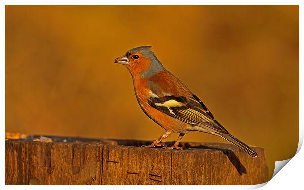 Chaffinch ( Fringilla coelebs ) Print by william peplow