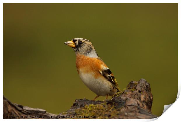 Wild Brambling Print by william peplow