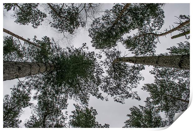 Looking up at the trees Print by Mark  Clair