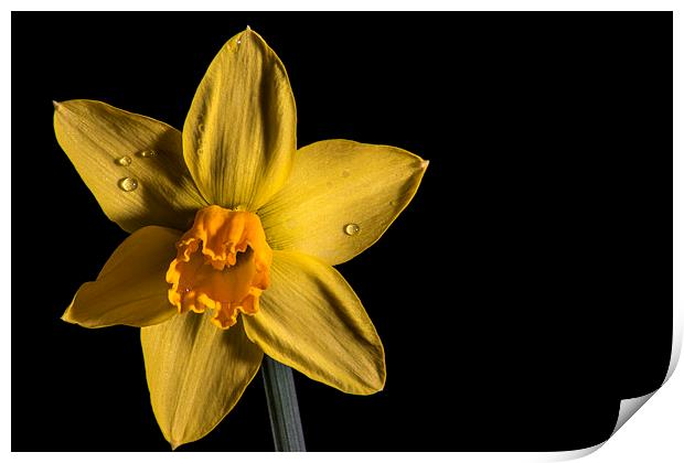 Daffodil Print by Mark  Clair