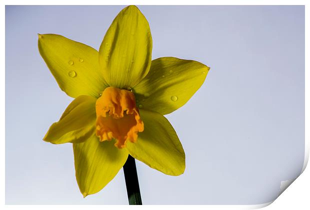 daffodil Print by Mark  Clair