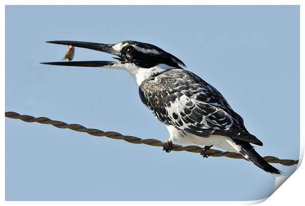 Pied Kingfisher with a Fish Print by Jacqueline Burrell