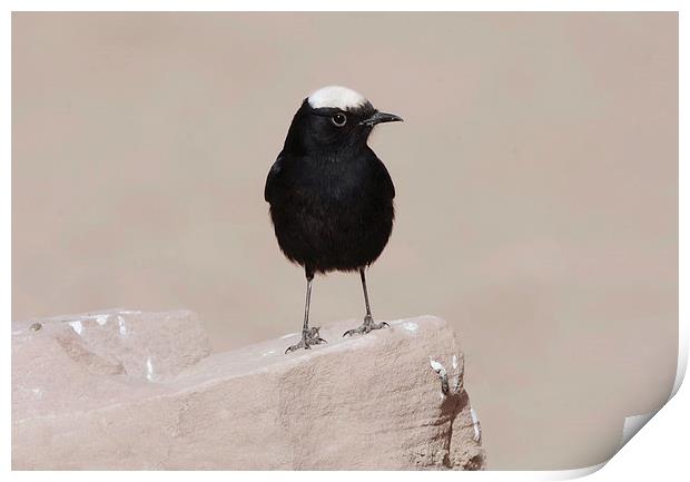 White-Crowned Wheatear Print by Jacqueline Burrell