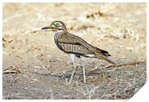 Senegal Thick Knee Print by Jacqueline Burrell