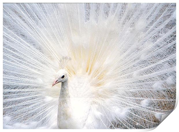 Majestic White Peacock Print by Jacqueline Burrell