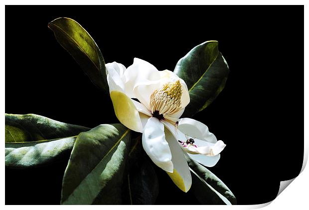 Magnolia and a Bee Print by Jacqueline Burrell