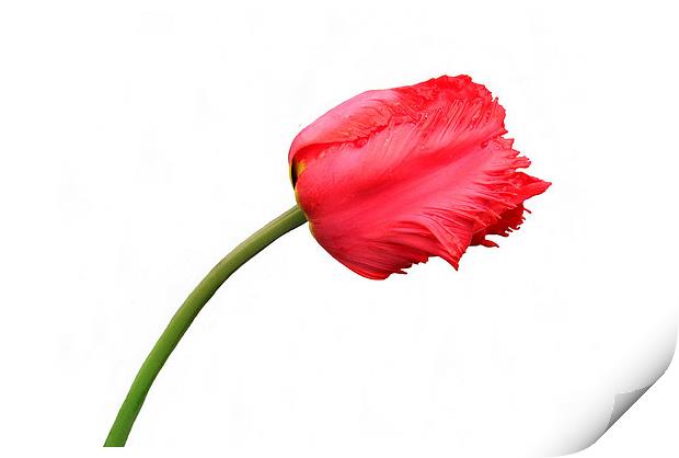 Red Parrot Tulip Print by Jacqueline Burrell