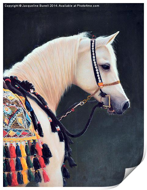 An Arabian Horse Print by Jacqueline Burrell