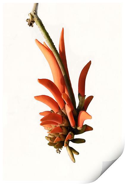 Erythrina lysistemon, the Coral Tree Print by Jacqueline Burrell