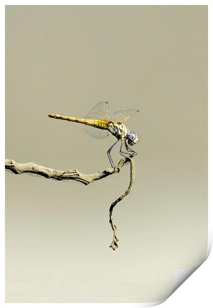 Globe Skimmer or Wandering Glider Print by Jacqueline Burrell
