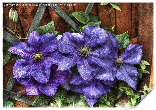 Wet Clematis Print by Paul Williams