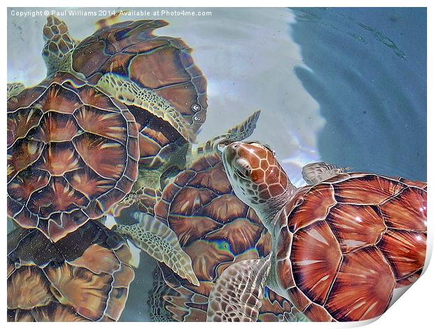 Sea Turtles Print by Paul Williams