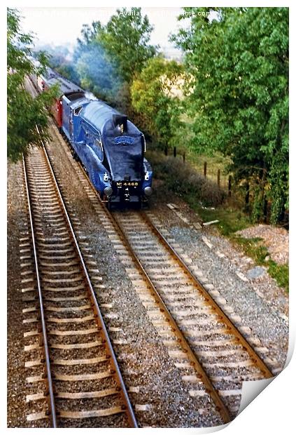 Mallard on a Straight Run Print by Paul Williams