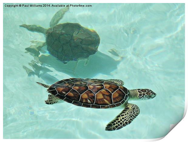  Swimming Turtles Print by Paul Williams