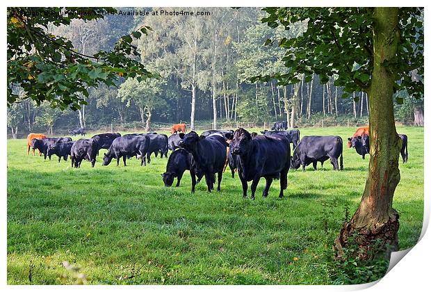 Grazing Cows Print by Paul Williams