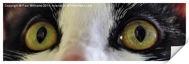  Cats Eyes Print by Paul Williams