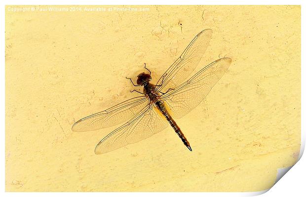  Dragonfly on Yellow Wall Print by Paul Williams