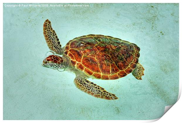 Turtle with Bubbles  Print by Paul Williams